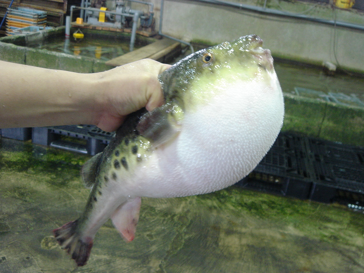 公式】新島水産 / 淡路島3年とらふぐ（1.2kg～1.3kg）片身サクてっさ用